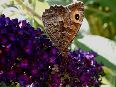 Heivlinders worden in tuinen gezien op de vlinderstruik als er op de heide geen nectar is te vinden
