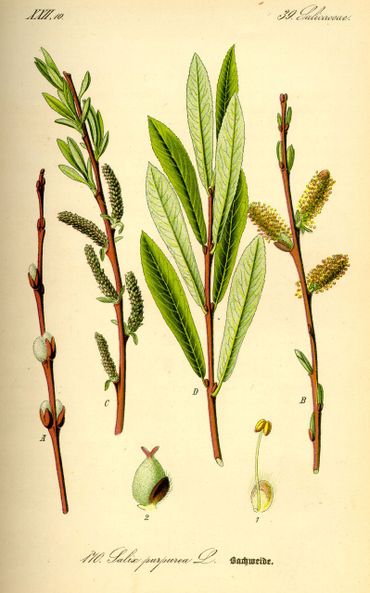 Salicine uit wilg (Salix) vormde de basis voor aspirine: van plantenchemie naar moderne geneeskunde