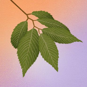 Japanse iep (Zelkova serrata)
