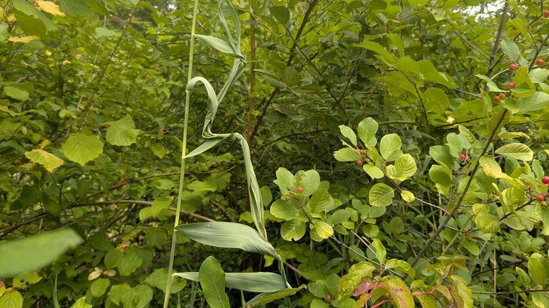Sporen in riet van de rietloopmijt