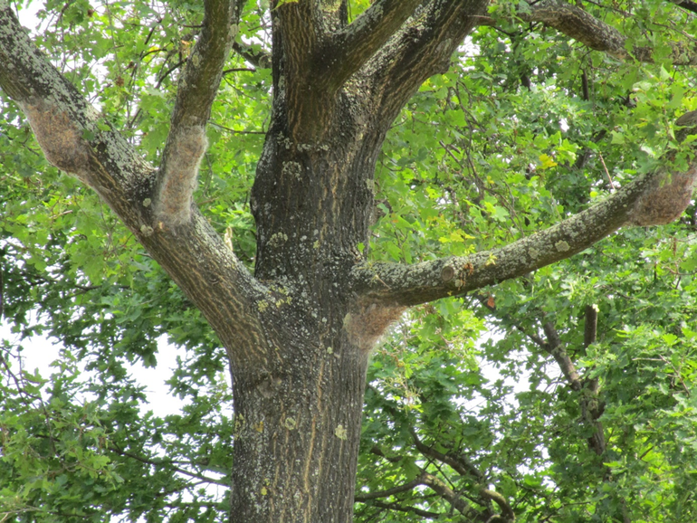 Typisch geval van veel eikenprocessierupsen en weinig vraat in de boom. De hele stam was ook bedekt met eikenprocessierupsen