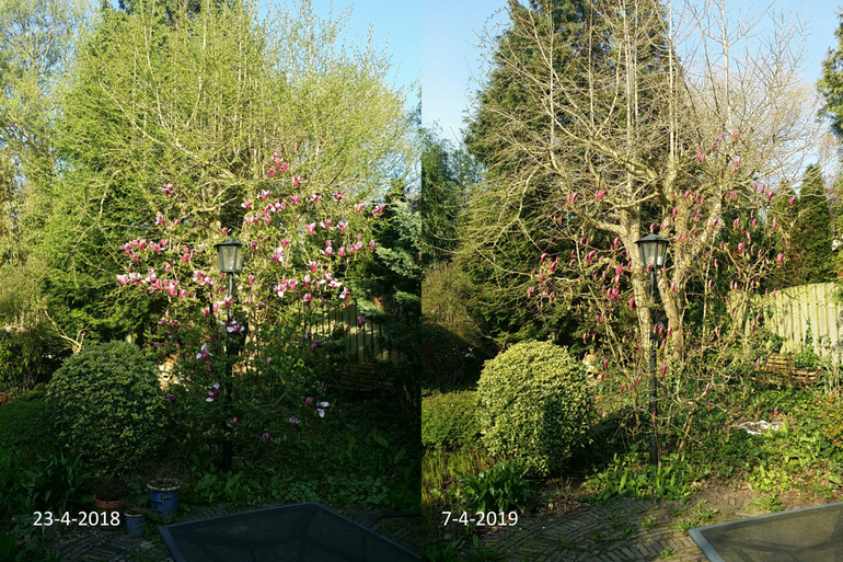 Verschil in ontwikkeling van een magnolia in Hoorn tussen 23 april 2018 en 7 april 2019