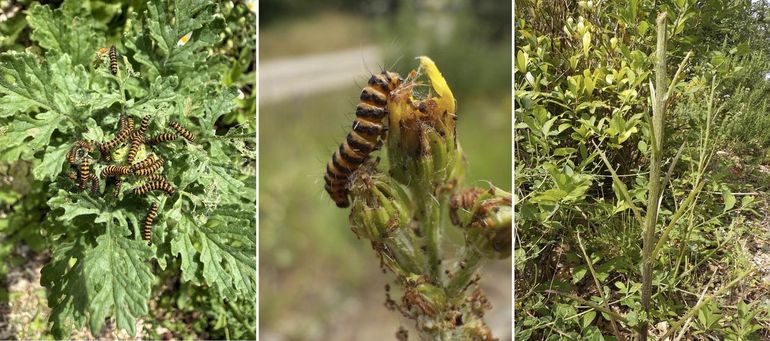 De (zebra)rups van de Jakobsvlinder kan Jakobskruiskruid helemaal kaal eten