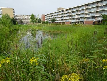Waterberging levert grote mogelijkheden voor biodiversiteit in de stad, hier Culemborg