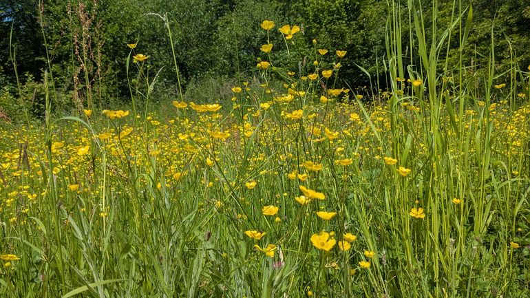 Berm vol boterbloemen