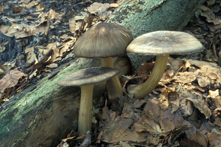 Gewone hertenzwammen breken dood hout af