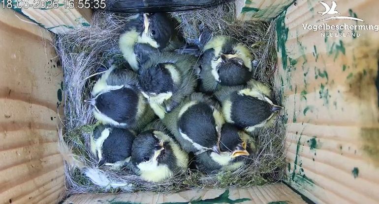 Volle bak bij de koolmees