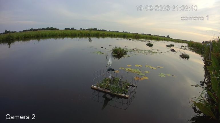 Nestvlotjes voor de zwarte sterns in de Utrechtse Venen