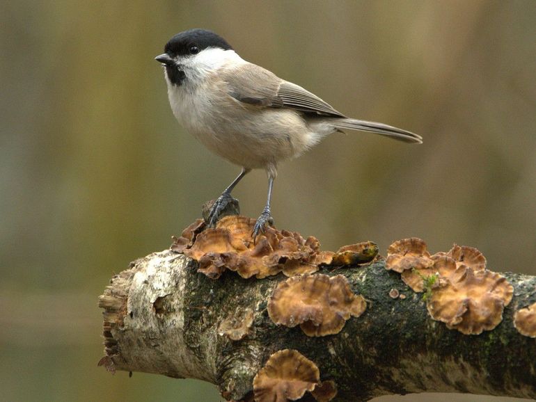 De glanskop is in de winter sterk afhankelijk van beukennootjes