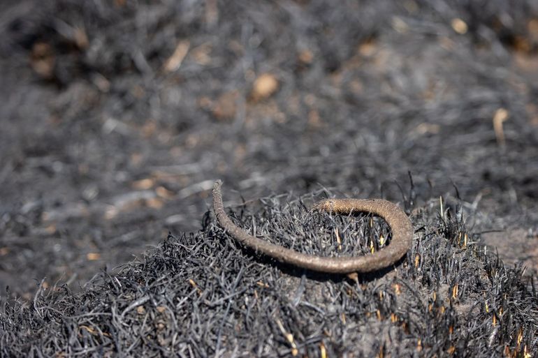 Een hazelworm, omgekomen door een eerdere natuurbrand