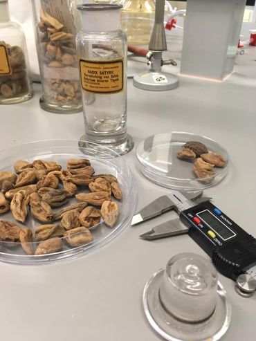 Salepknollen in de collectie van Naturalis