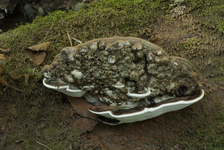 Platte tonderzwam met vele tepelgallen van de tonderzwambreedvoetvlieg