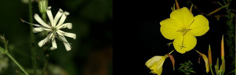 De nachtsilene (links) en de teunisbloem (rechts)