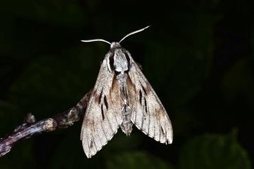 Een vlinder van de dennenpijlstaart