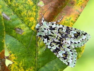 Diana-uil: een prachtig gekleurde herfstvlinder