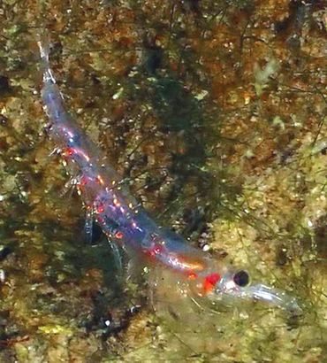 Eerste en tot nu toe enige foto van de Kleine krillgarnaal (Nyctiphanes couchii) uit de Oosterschelde. Gefotografeerd op 11 november 2022 bij de Bergse Diepsluis op crica acht meter diepte. Duidelijk zichtbaar zijn de rode, lichtgevende orgaantjes