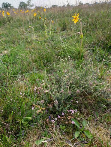 Schaopedobbe, It Fryske Gea