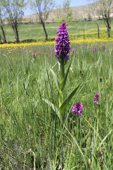 Dactylorhiza umbrosa in Iran