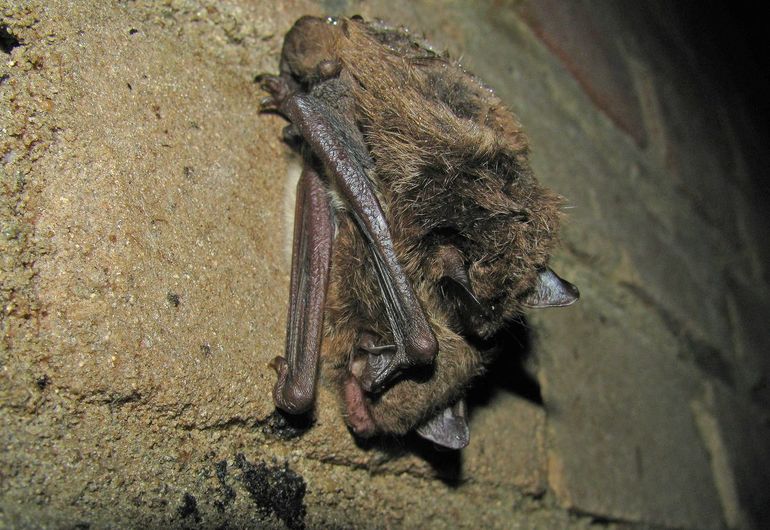 Een watervleermuis hangt in een binnenruimte aan een muur om te overwinteren