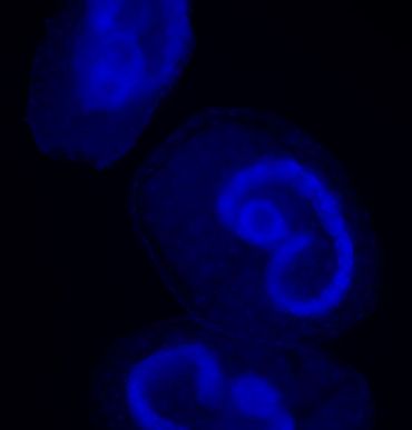 Embryo's van de kleine wintervlinder