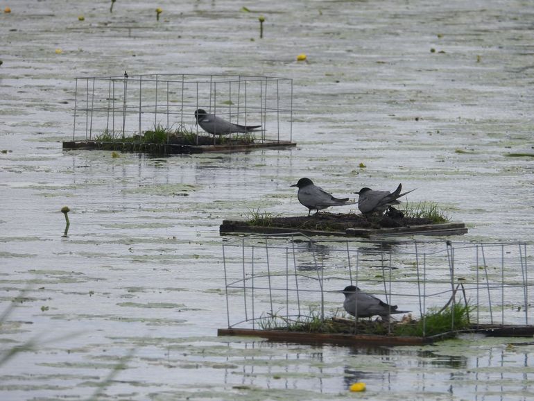 Nestelende zwarte sterns in Kockengen