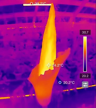 Foto gemaakt met warmtecamera van bloeiende Amorphophallus decus-silvae