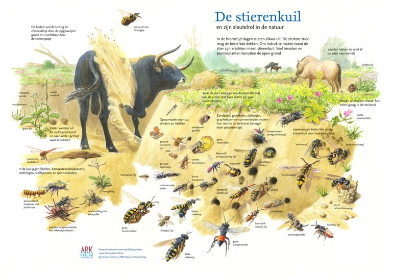  De stierenkuil en zijn sleutelrol in de natuur