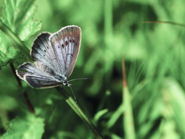 Veldwerk voor het pimpernelblauwtje gaat ook over planten, mieren en springstaarten