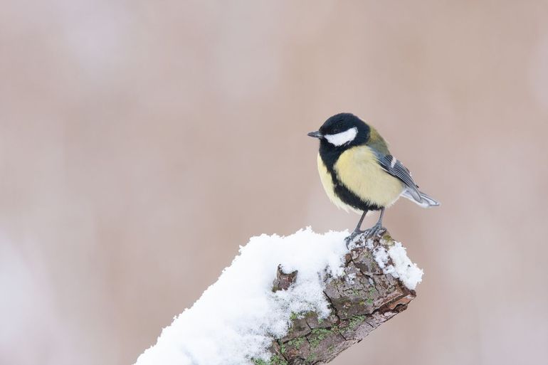 Koolmees in de sneeuw