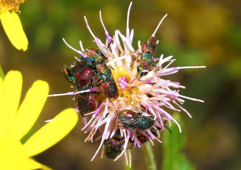 Goudwespen hebben meestal metallicrode, -blauwe en -groene tinten. Bij de goudwesp Hedychrum rutilans vloeien deze kleuren in elkaar over