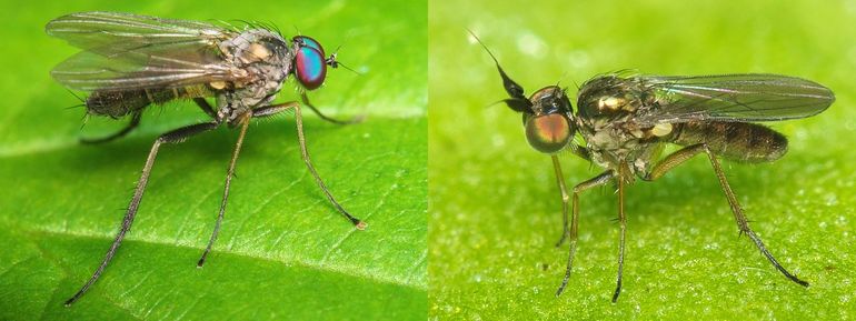 Slankpootvliegen: Diaphorus oculatus (links) en Syntormon pumilum (rechts)