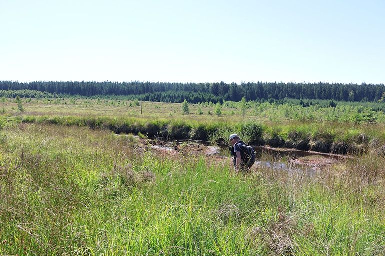 Om verdroging van het veen tegen te gaan zijn regenwatermeertjes gemaakt, die in deze droge zomer droogvallen