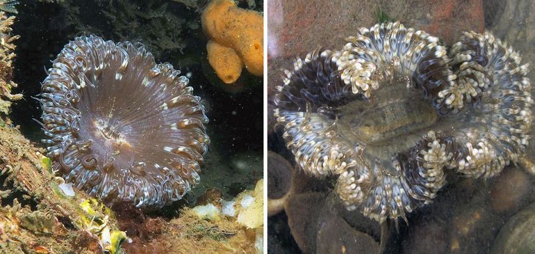 Links: nieuw voor het Grevelingenmeer; Zonneroos (Cereus pedunculatus). Rechts: exemplaar van Yerseke met deels blauwgrijs gekleurde tentakels en lobben