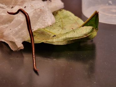 Een van de wormmensen bracht een levend exemplaar mee van een platworm, dat die ochtend in een dierentuin was verzameld