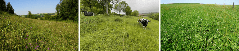 Een illustratie van verschil in landgebruik in Zuid-Limburgse graslanden. Extensief beheerde graslanden met een hoge diversiteit aan kruiden (links) komen nog maar weinig voor. Matig extensief grasland (midden), waar meestal grassen dominant zijn, komt een stuk meer voor, zowel in natuurterreinen als in natuurvriendelijk beheerd boerenland. Het meeste grasland wordt tegenwoordig echter intensief beheerd (rechts). In dit type grasland komen gewoonlijk slechts enkele soorten grassen en kruiden voor