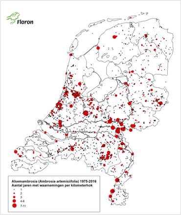 De hotspots voor Alsemambrosia in Nederland; hoe groter de stip hoe langer de soort er bekend is