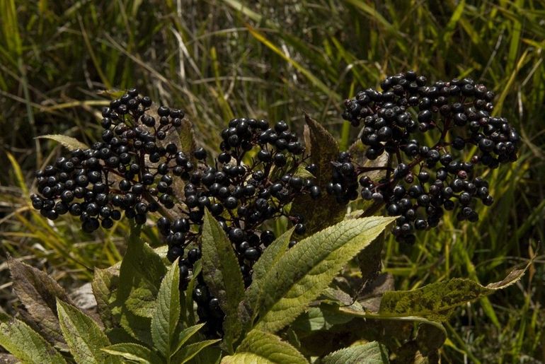 Ook de zwarte bessen van de kruidvlier staan bij vruchtenetende vogels op het boodschappenlijstje