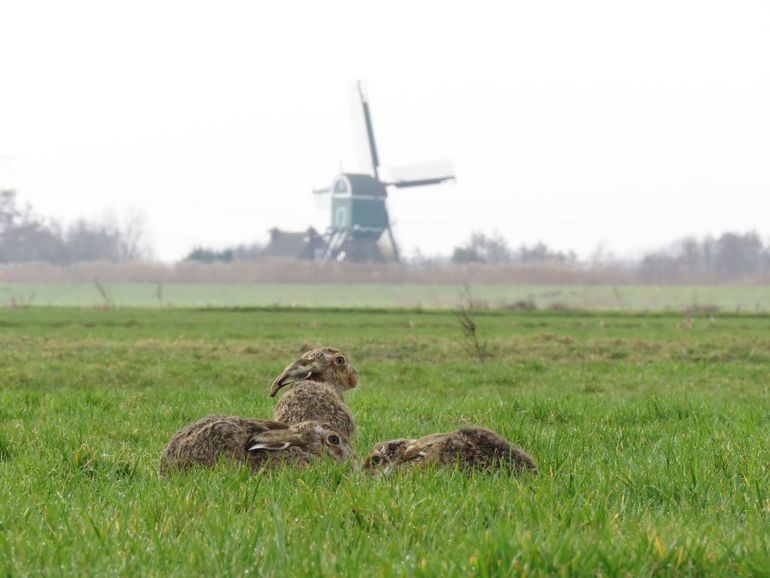 Margriet Montizaan fotografeerde deze hazen in het Zuid-Hollandse polderlandschap