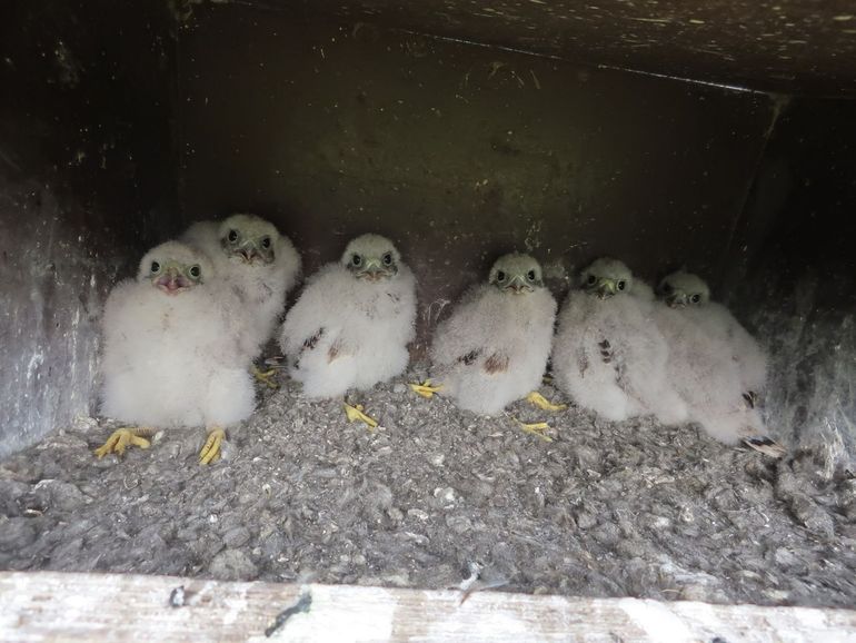 Zes blakende jonge torenvalken in een nest in de Hoekse Waard