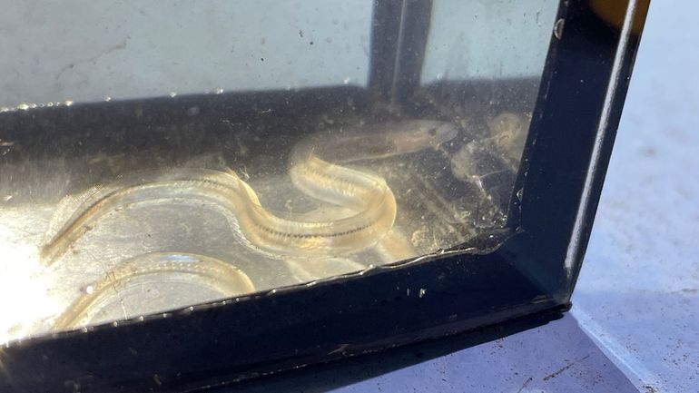 Glasaal gevangen op 23 februari 2026 bij de sluis bij Vlaardingen