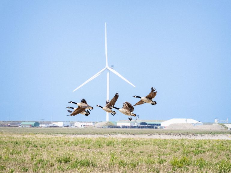 Grote Canadese gans op de Maasvlakte
