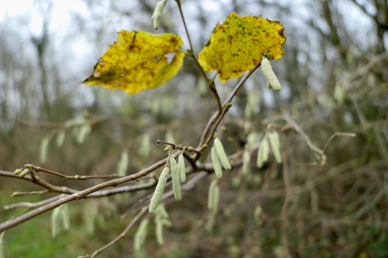 Nature Today Inheemse Planten Hazelaar