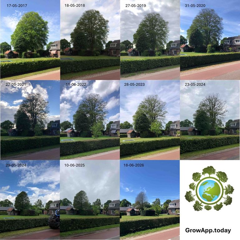 GrowApp-serie van locatie in Bennekom waar een beuk verdween als gevolg van extreme weersomstandigheden