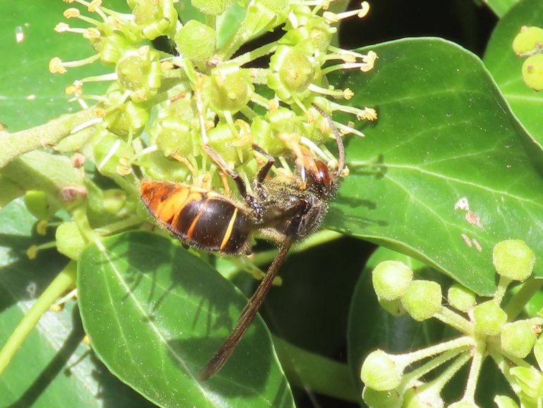 Geelpoothoornaar (Vespa velutina nigrithorax) op bloeiende klimop