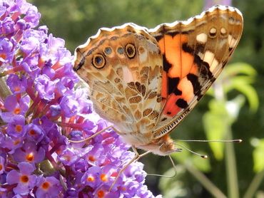 Komende zomer kunnen de vlinderstruiken weer vol zitten met distelvlinders