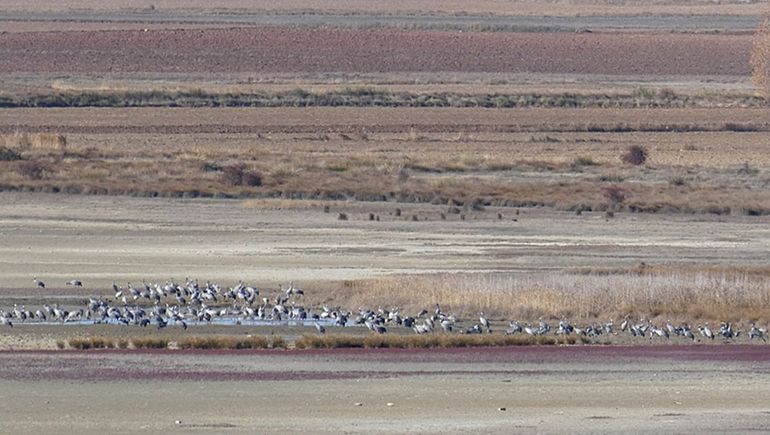 Kraanvogels in opdrogende lagunes in Gallocanta, Spanje