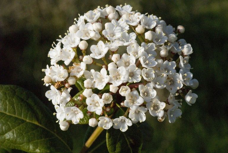 De bloeiwijzen van Viburnum tinus ruiken sterk