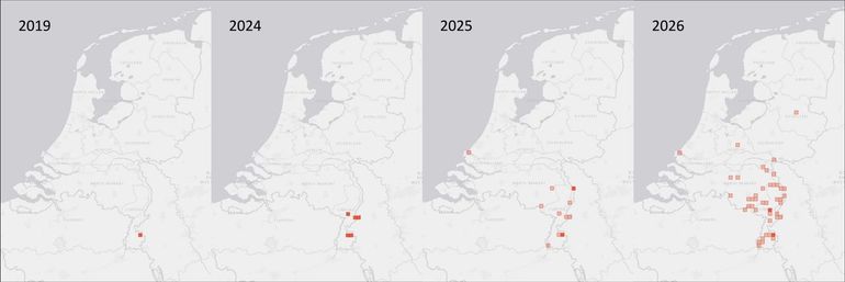 Verspreiding van Kirby's langsteelgraafwesp in de periode van 2019 tot en met 2026