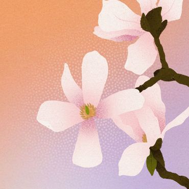 Magnolia kobus