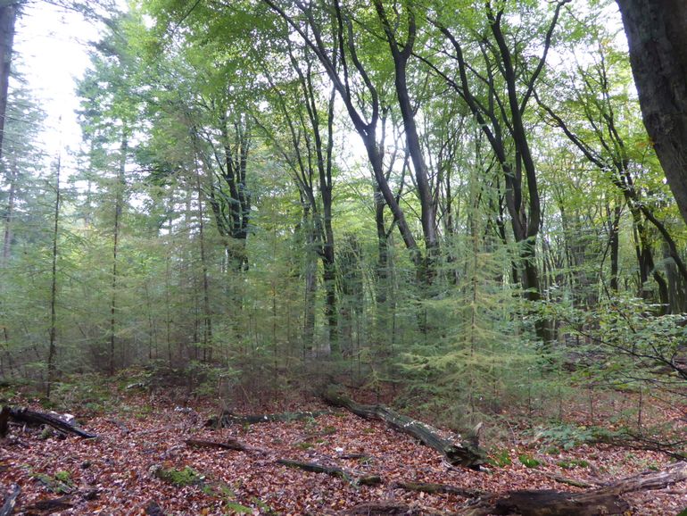 Bosreservaat Pijpenbrandje (Speulder- en Sprielderbos, Veluwe). Wilde zomer- en wintereiken sterven af, Japanse lariksen zaaien zich vanuit het aangrenzende houtteeltperceel uit in dit bosreservaat dat onder Natura 2000 valt